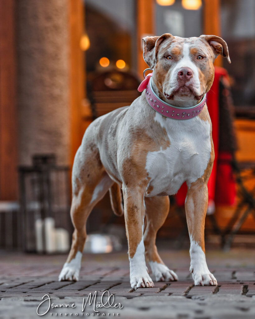 american bully xl chocolate tri blotched merle female