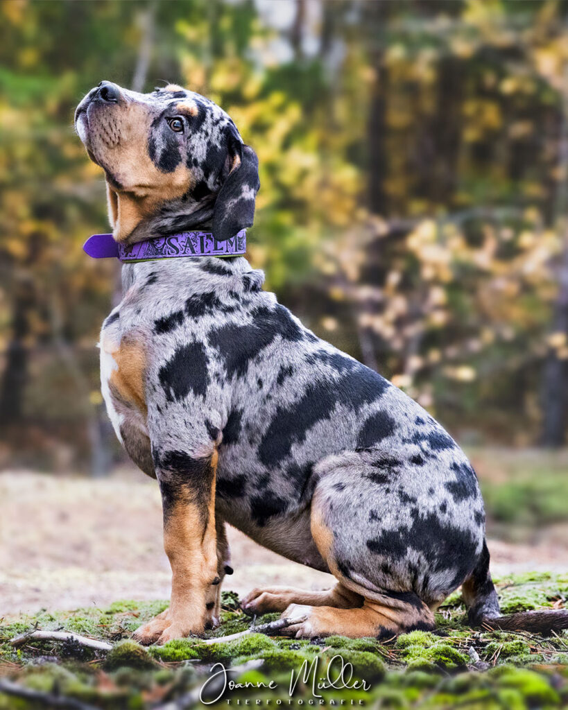 american bully xl black tri blotched merle female