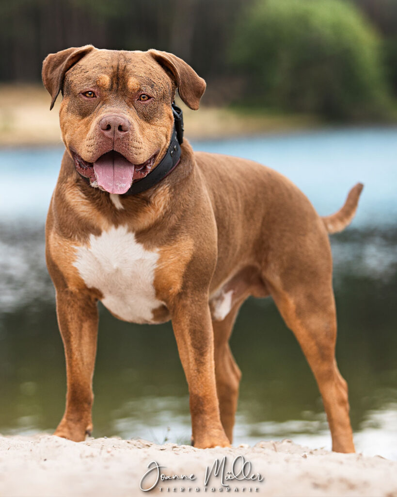American Bully XL chocolate tri stud deckrüde deutschland