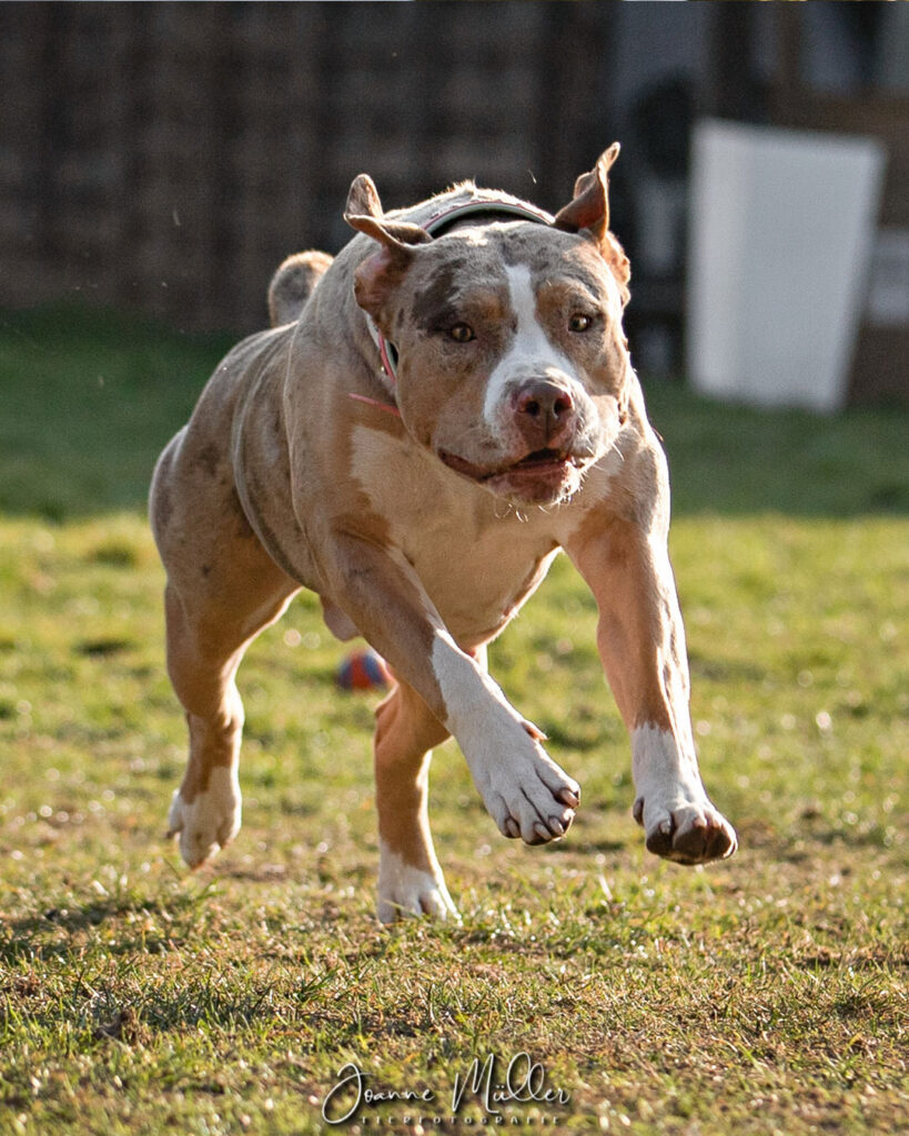 american bully xl chocolate tri blotched merle female