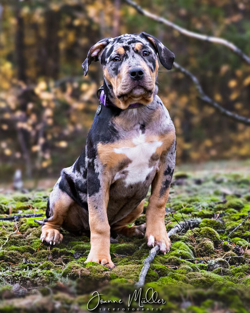 american bully xl black tri blotched merle female