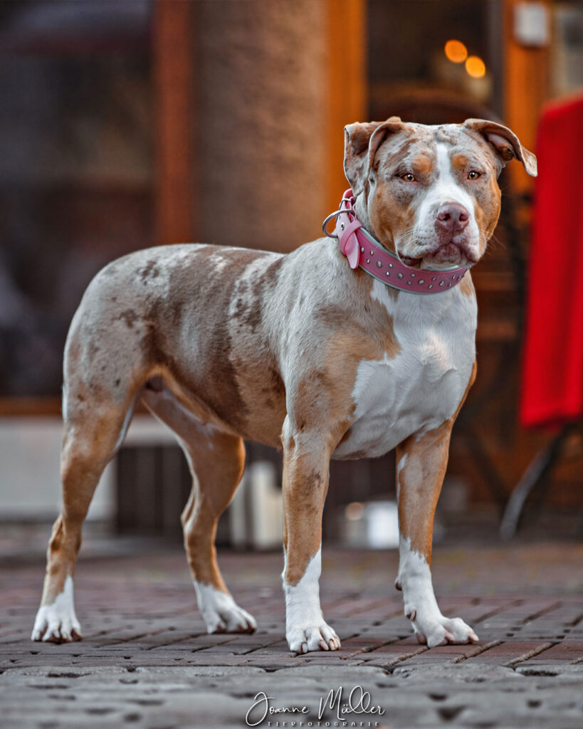 american bully xl chocolate tri blotched merle female