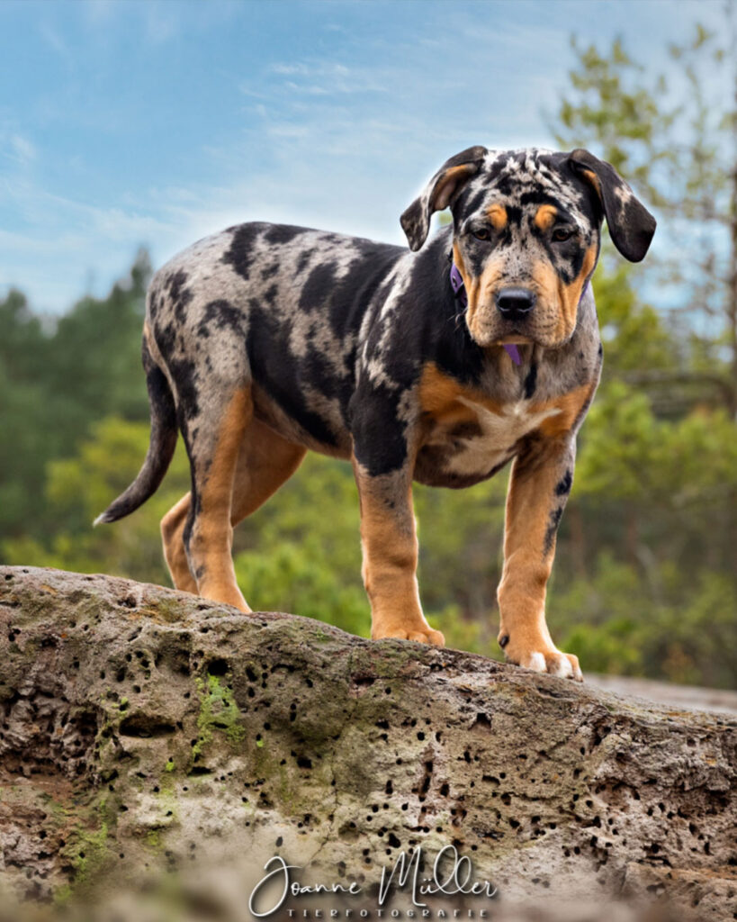 american bully xl black tri blotched merle female