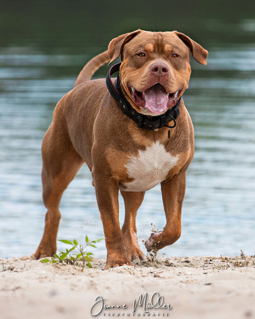 American Bully XL chocolate tri stud deckrüde deutschland