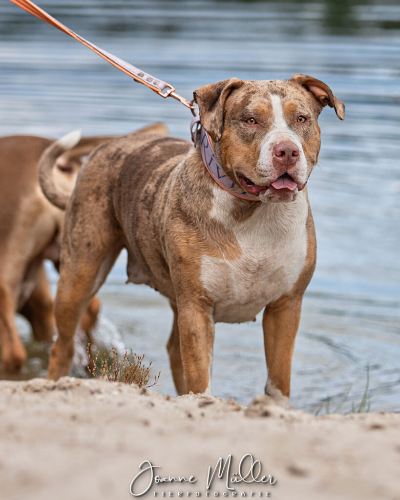 american bully xl chocolate tri blotched merle female