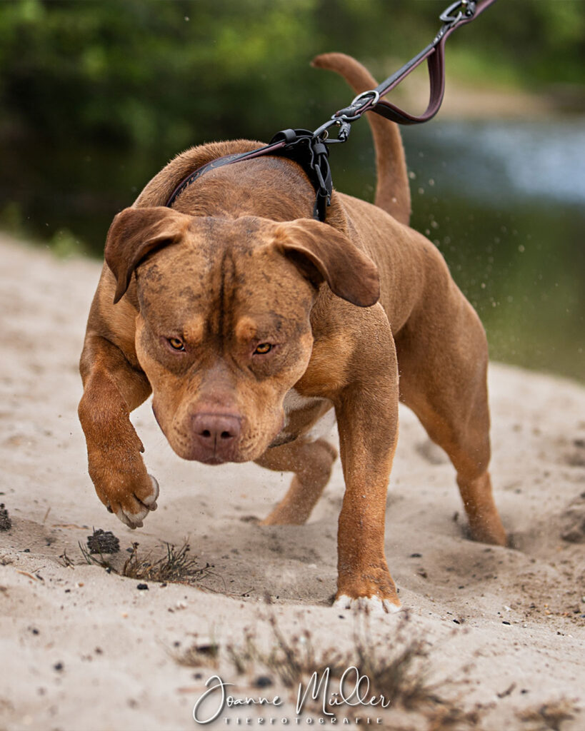 American Bully XL chocolate tri stud deckrüde deutschland