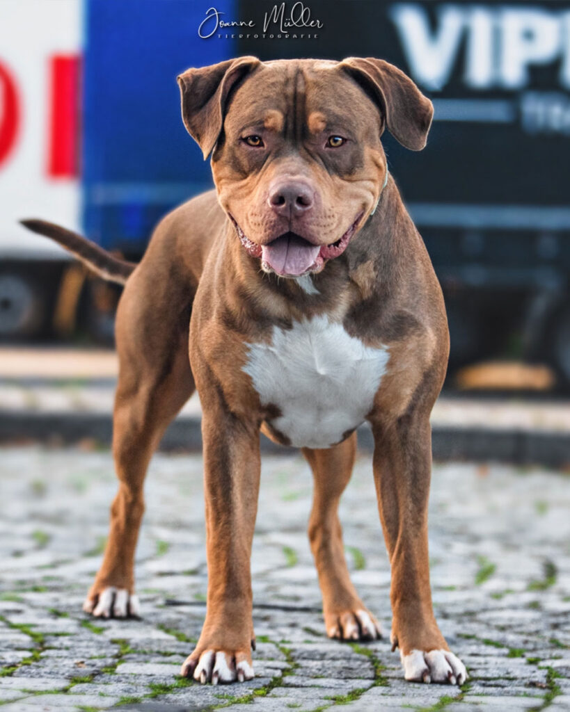 American Bully XL chocolate tri stud deckrüde deutschland