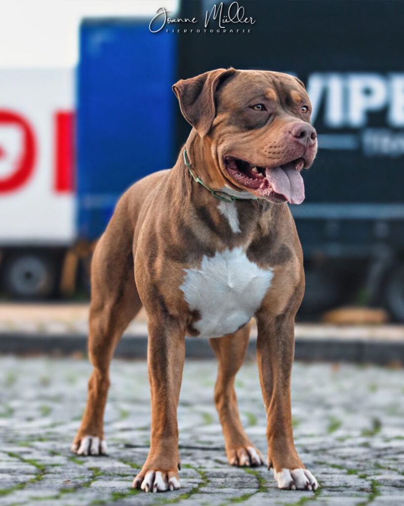 American Bully XL chocolate tri stud deckrüde deutschland