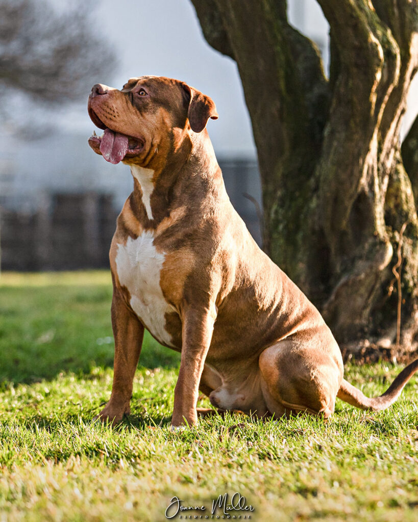 American Bully XL chocolate tri stud deckrüde deutschland
