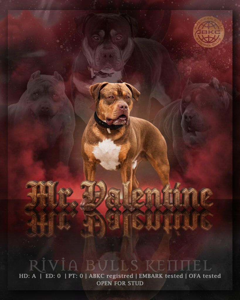 American Bully XL chocolate tri stud deckrüde deutschland