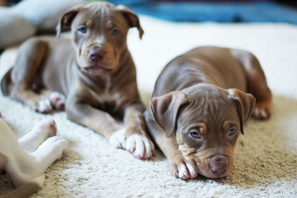 american bully xl chocolate tri tricolor puppy