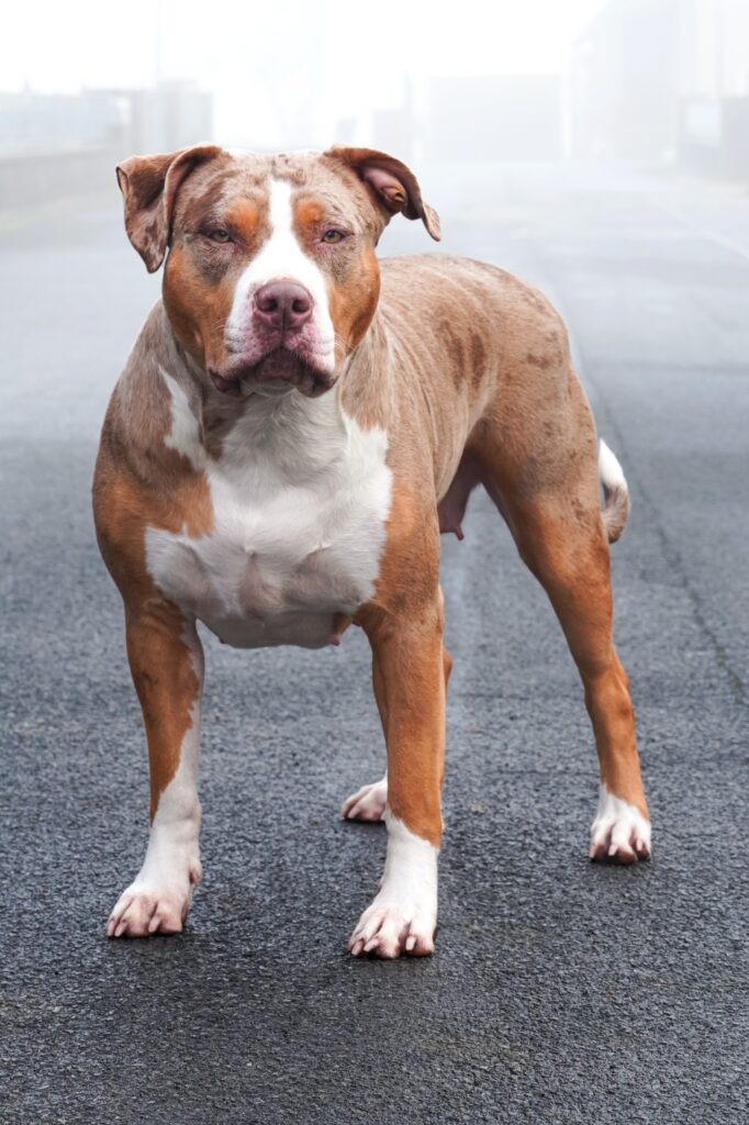 american bully xl chocolate tri blotched merle female