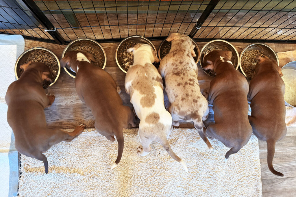 hundezüchter züchter deutschland american bully