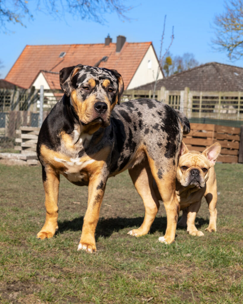 american bully xl black tri blotched merle female