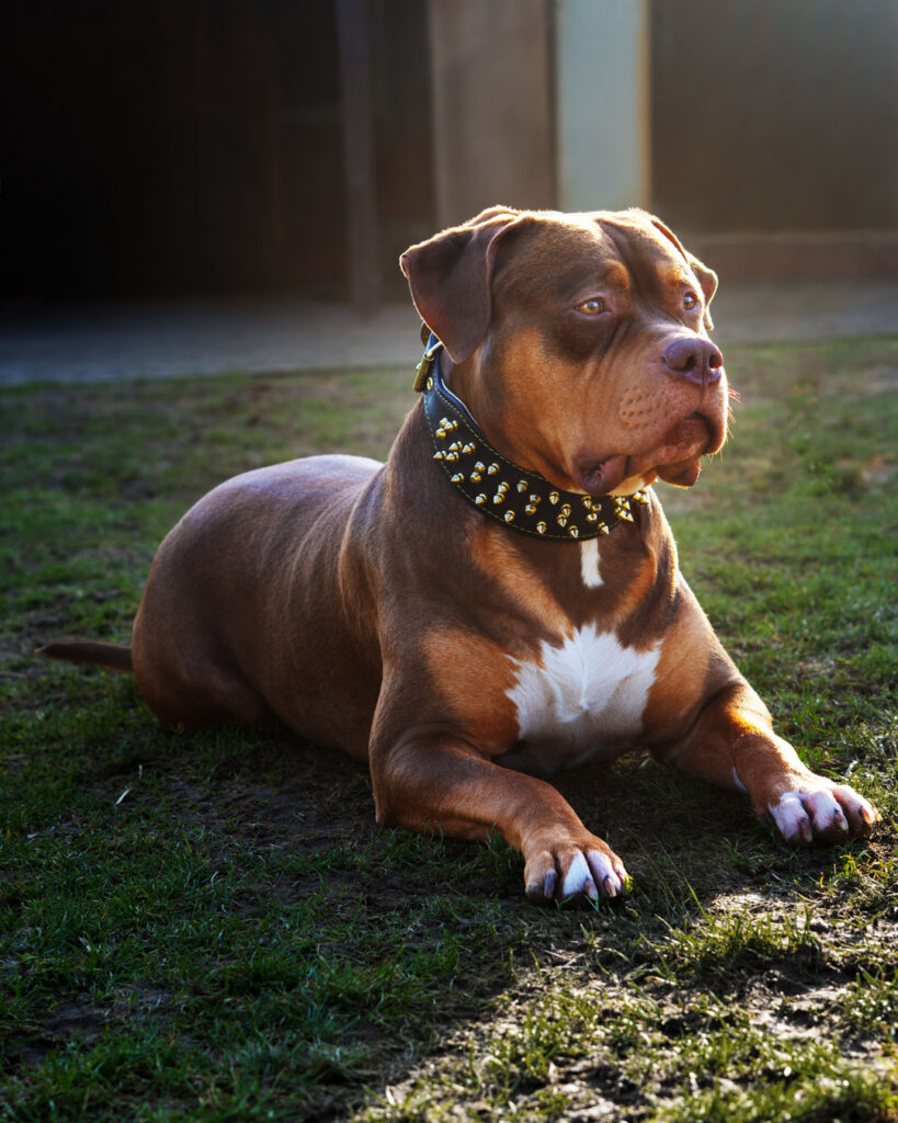American Bully XL chocolate tri stud deckrüde deutschland