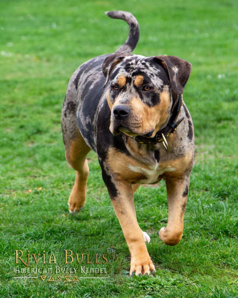 american bully xl black tri blotched merle female