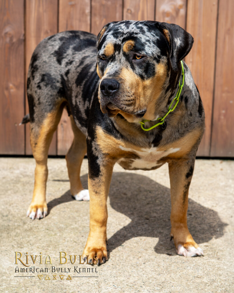 american bully xl black tri blotched merle female