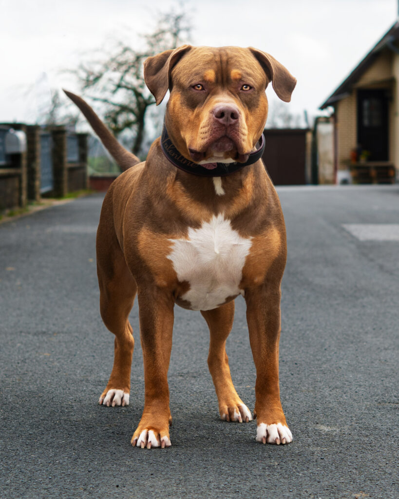 American Bully XL chocolate tri stud deckrüde deutschland