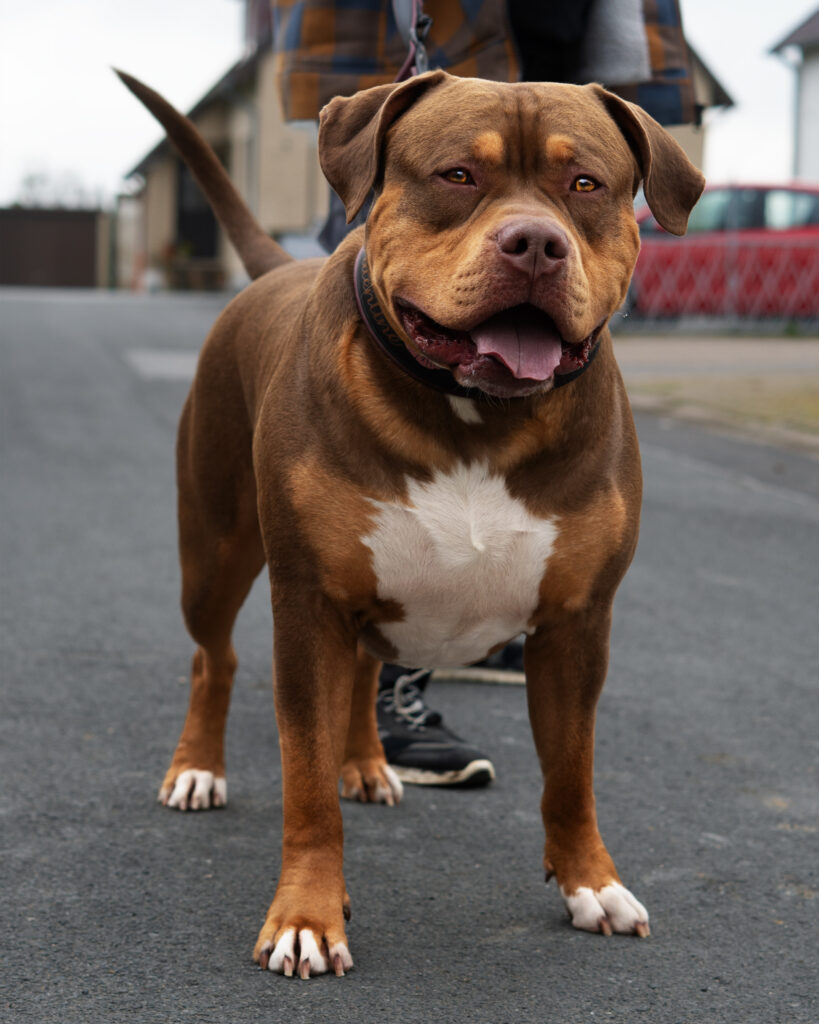 American Bully XL chocolate tri stud deckrüde deutschland