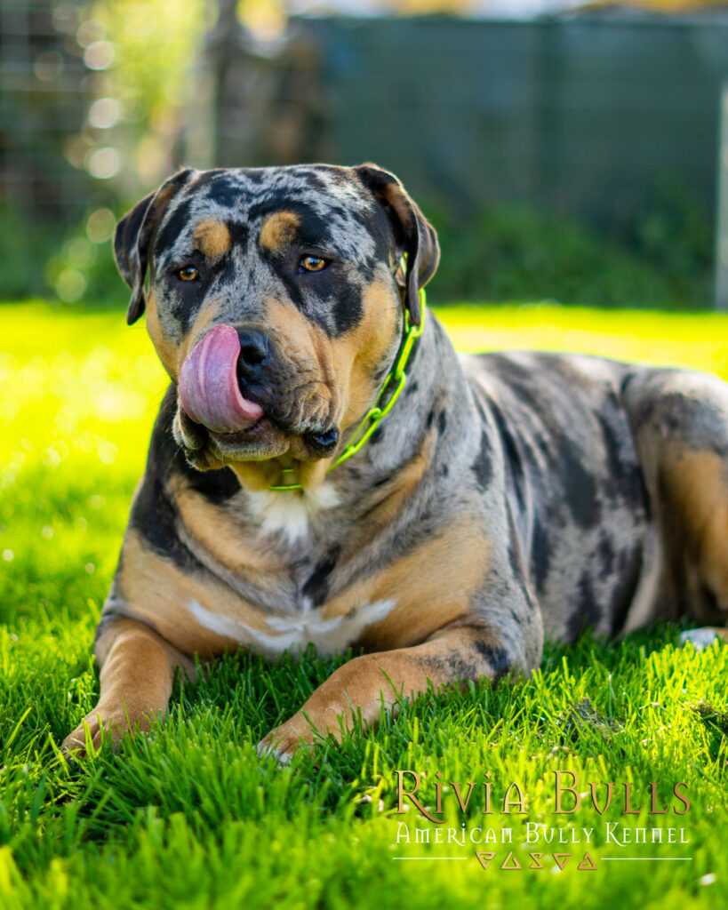 american bully xl black tri blotched merle female
