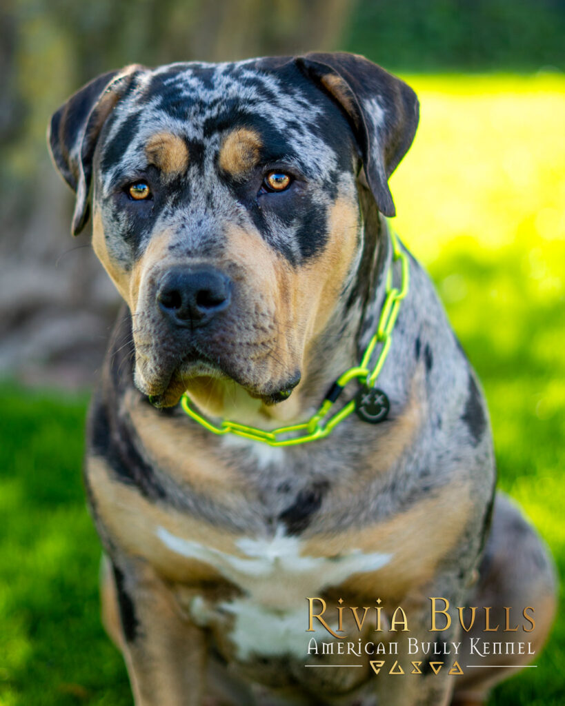 american bully xl black tri blotched merle female