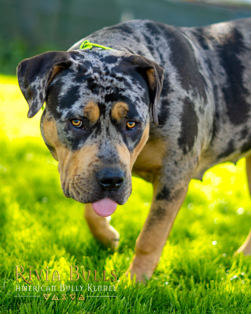 american bully xl black tri blotched merle female